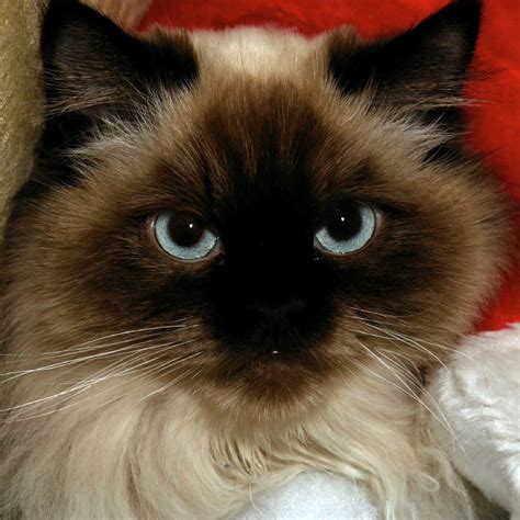 Himalayan Face In 2022 Himalayan Cat Siamese Cats Blue Point Pretty