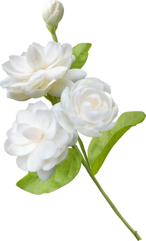 Jasmine Flower Isolated Symbol Of Mothers Day In Thailand 9596718 Png