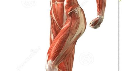 They are further categorized according function such as flexion, extension, or rotation. Female Back Muscle Anatomy Female muscle anatomy | Anatomy: Women Body | Pinterest | Muscle ...