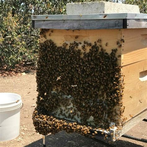 The Basics Of Bee Bearding What It Is Why It Happens And What To Look For Laptrinhx News