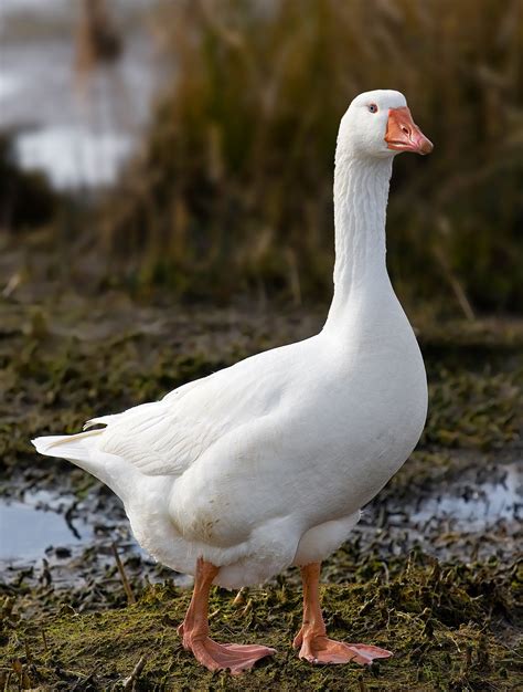 Domestic Goose Wikipedia