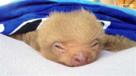 Cutest Baby Sloth Yawns Youtube