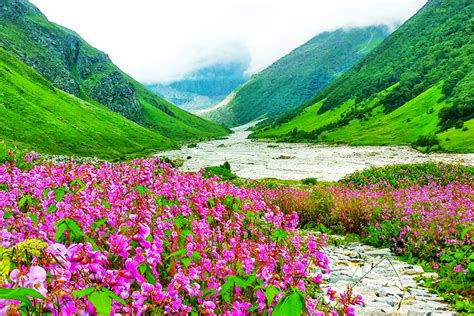 Offbeat Placeshomestaysvalley Of Flowers National Park Places To
