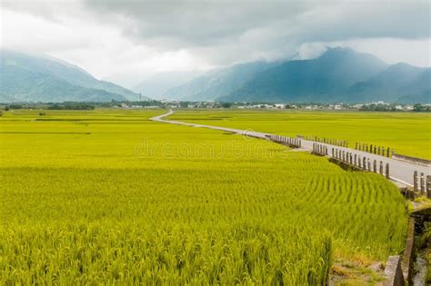 Landscape View Of Beautiful Rice Fields At Brown Avenue Chishang