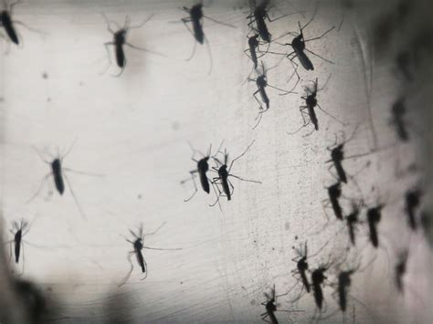 Pima County Confirms First Zika Virus Case