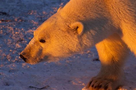 Female Polar Bear Scans Her Surroundings As The Sun Sets In Canada