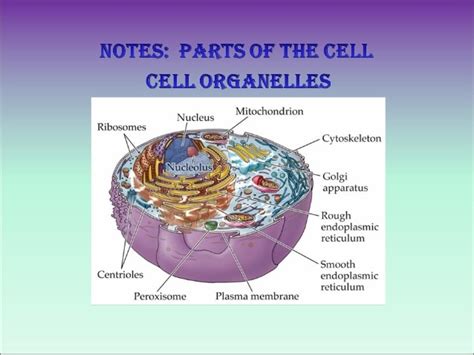 Which Organelle Contains Dna Unique And Different Wedding Ideas