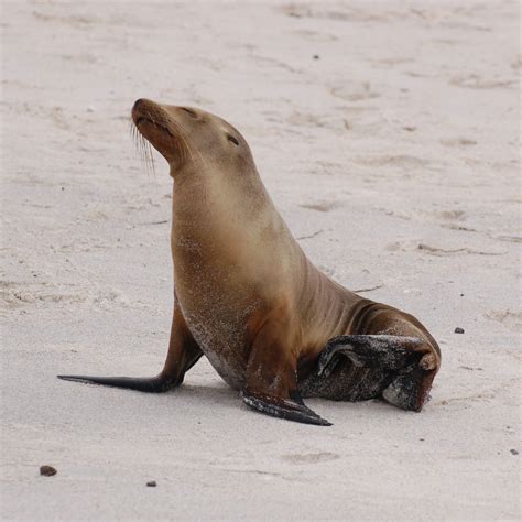 Der „einsame georg wurde am sonntag von seinem wärter auf einer forschungsstation der galápagosinseln tot in. Galápagos-Seelöwe - Biologie