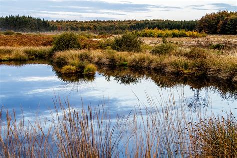 Moor Hochmoor Sumpf Kostenloses Foto Auf Pixabay