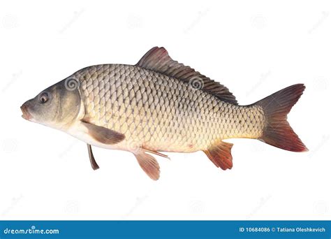 Crucian Carp Fish Isolate Stock Photo Image Of Fresh 10684086