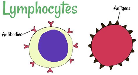 Lymphocytes Function Types Normal Range And Causes Of High Or Low
