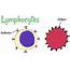 Lymphocytes Function Types Normal Range & Causes Of High Or Low 