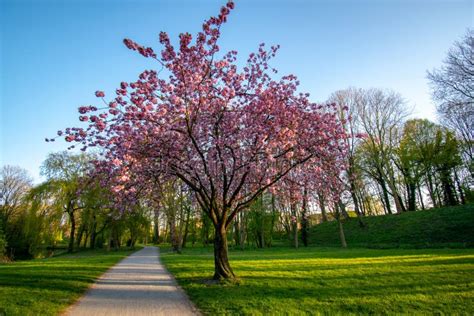 Scenic Springtime View Of Cherry Blossom Trees On A Fresh Green Lawn In