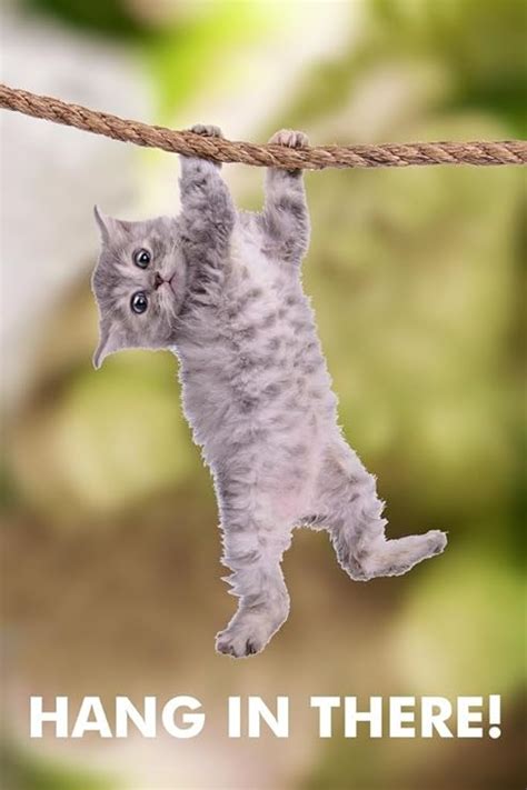 Hang In There Cat Retro Motivational Poster X Inch Amazon Ca Home