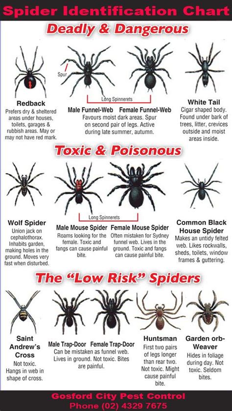 Spider Identification Chart Gosford City Pest Control Survival Life
