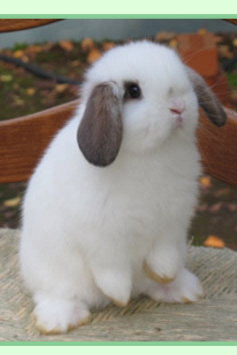 Adorable Cute Bunny Rabbit Lop Eared Bunny Sweet Irresistible