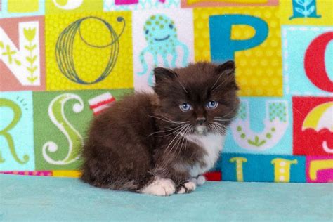 Maybe you would like to learn more about one of these? Ragdoll Kittens for Sale Near Me | Buy Ragdoll Kitten in ...