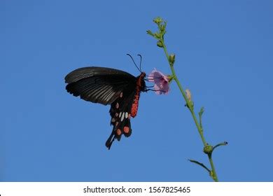 Pachliopta Aristolochiae Common Rose Swallowtail Butterfly Stock Photo