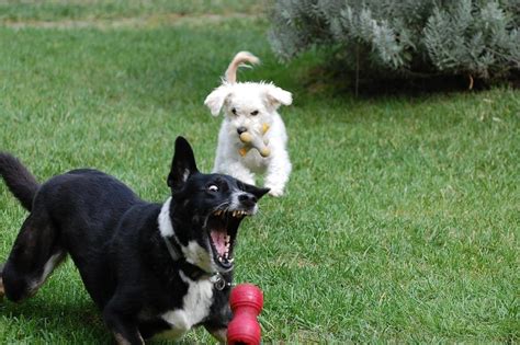 Teaching Your Dog To Fetch A Quick Beginners Guide Woof Whiskers