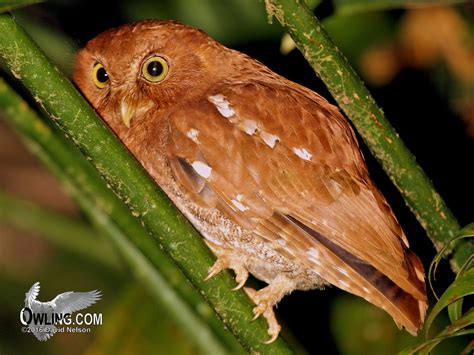 The screech owl is mainly found in the rocky mountain areas. Vermiculated Screech-Owl - Owling.com