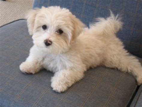 Pin By Ell On Cute Dogs Maltese Poodle Mix Maltipoo Puppy Havanese