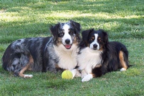 Many double merle aussie puppies end up with hearing problems so lots of pet parents. Mini Aussies. one day I want a blue merle to go with my ...