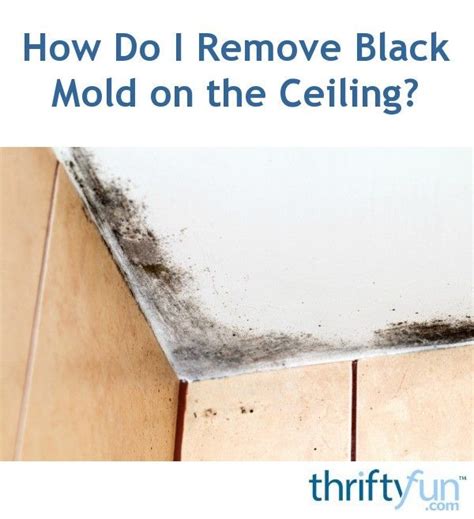 Stachybotrys mold is dark greenish or black in color and has a slimy texture. How Do I Remove Black Mold on the Ceiling? in 2020 ...