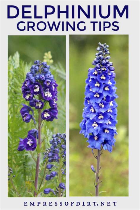 How To Grow Delphiniums Empress Of Dirt
