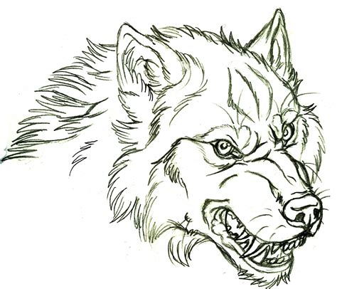 Wolf Head Snarling Drawing