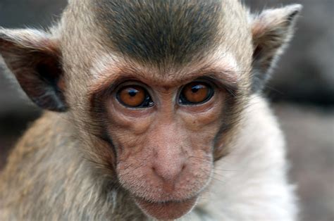 New Genetically Engineered Monkeys Show Autism Like Behaviors