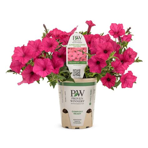 Get Fuchsia Petunia ‘supertunia Vista Proven Winners Grande In Mi At