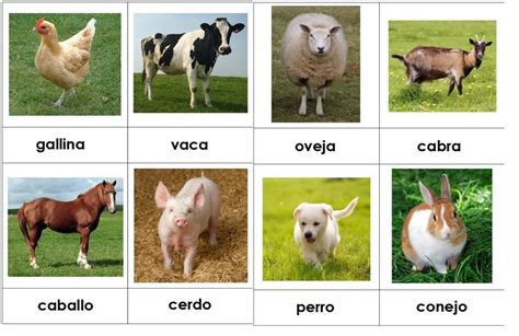 En los animales ovíparos la nutrición del embrión se realiza en el huevo. Flashcards - activiTEA | Tarjetas de animales, Lenguaje en ...