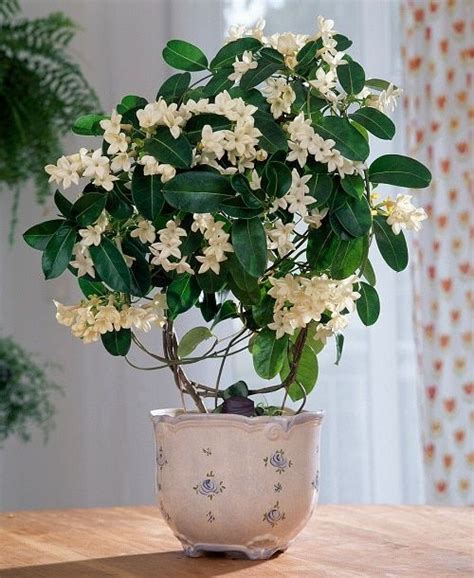 8 Fragrant Jasmine Varieties You Can Grow Indoors Fragrant Flowers