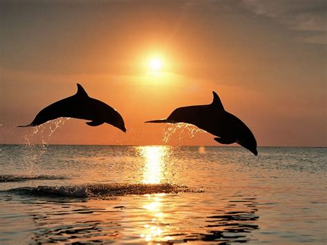 Dolphins Jumping In The Sunset Dolphins Jumping In The