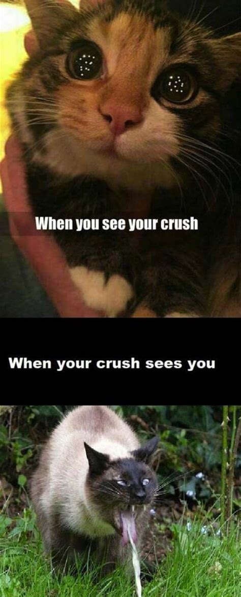 28 Hilarious And Funny Cat Memes That Are Cute Clean Laugh So Hard