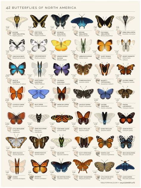 This Animated Field Guide To North American Butterflies Is Mesmerizing