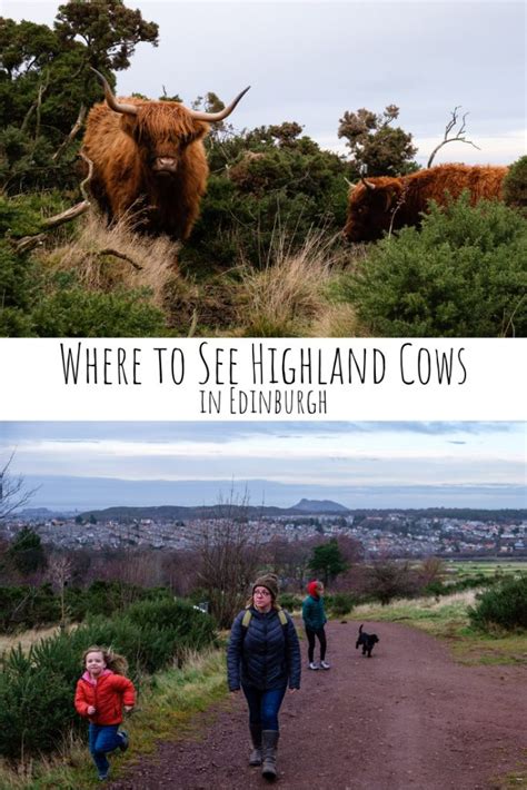 Where To See Highland Cows In Edinburgh