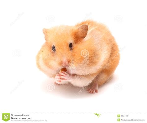 Funny Hamster Royalty Free Stock Images Image 14511699