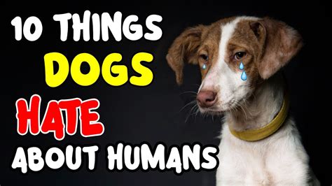 10 Things Dogs Hate About Humans Youtube