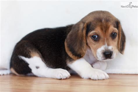 Browse and find beagle puppies today, on the uk's leading dog only classifieds site. Beagle puppy for sale near Southeast Missouri, Missouri ...
