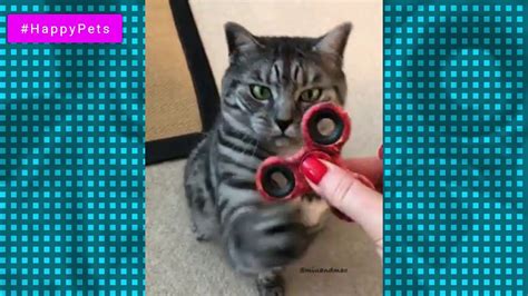 Funniest Cute Cats Compilation 2019 Cute Is More Than Enough Happype Funny Cute Cats