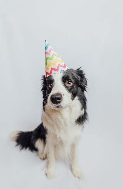 Premium Photo Happy Birthday Party Concept Funny Cute Puppy Dog