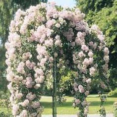 The fruits are not edible and may take many years to appear. 1000+ images about DREAM GARDEN on Pinterest | Rose trees ...