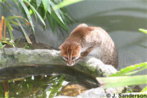 Since 2008, it has been listed as endangered by the iucn due to destruction of wetlands in their habitat. CatSG: Flat-headed cat