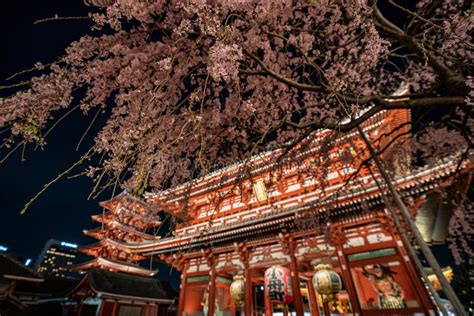 Sakura Cherry Blossoms En El Templo De Sensoji En La Noche En Asakusa Foto Editorial Imagen De