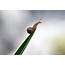 Cute Snail Climbs To The Top Of Leaf At Park In NW China  Xinhua