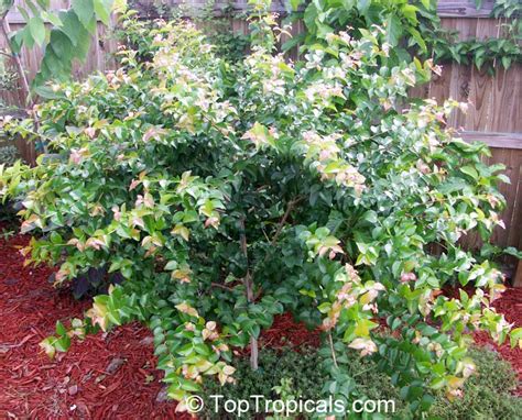 For many years surinam cherry was a favorite plant for florida gardens. www.toptropicals.com
