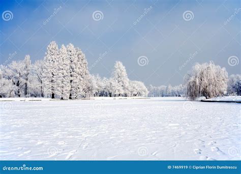 Under Snow Stock Image Image Of City Tree Snow Season 7469919