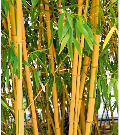 Check spelling or type a new query. Baldur-Garten Goldener Peking Bambus (1 Pflanze) ab 16,95 ...