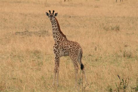 Giraffe Baby Gitraffe Afrika Free Photo On Pixabay
